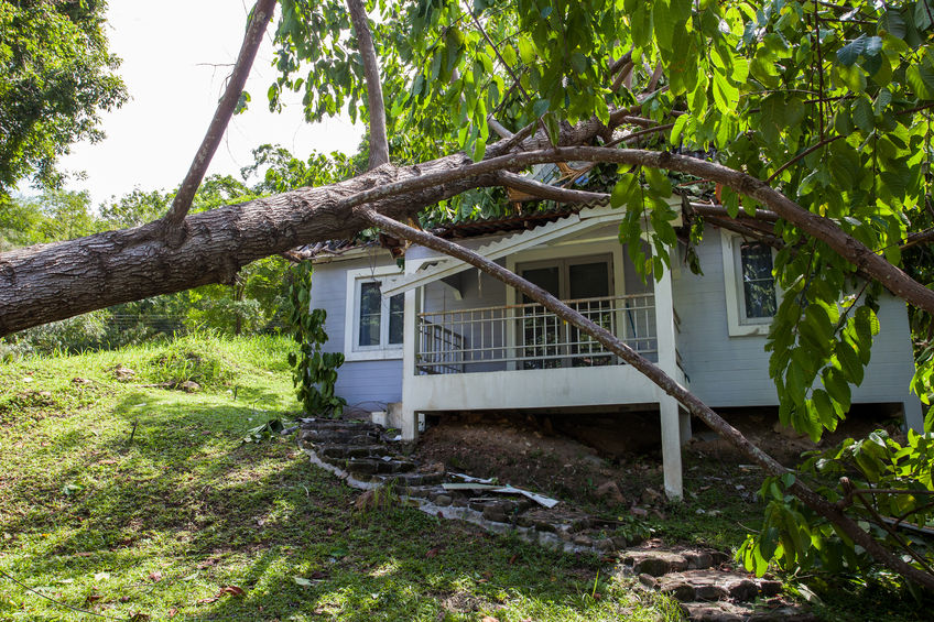 fallen tree after hard storm on damage house